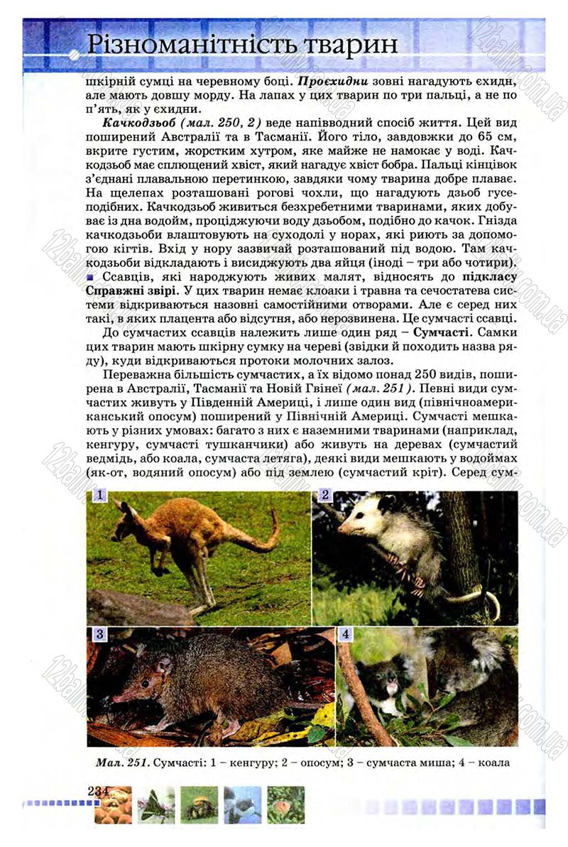 Сторінка 234 - Підручник Біологія 8 клас В.В. Серебряков, П.Г. Балан 2008