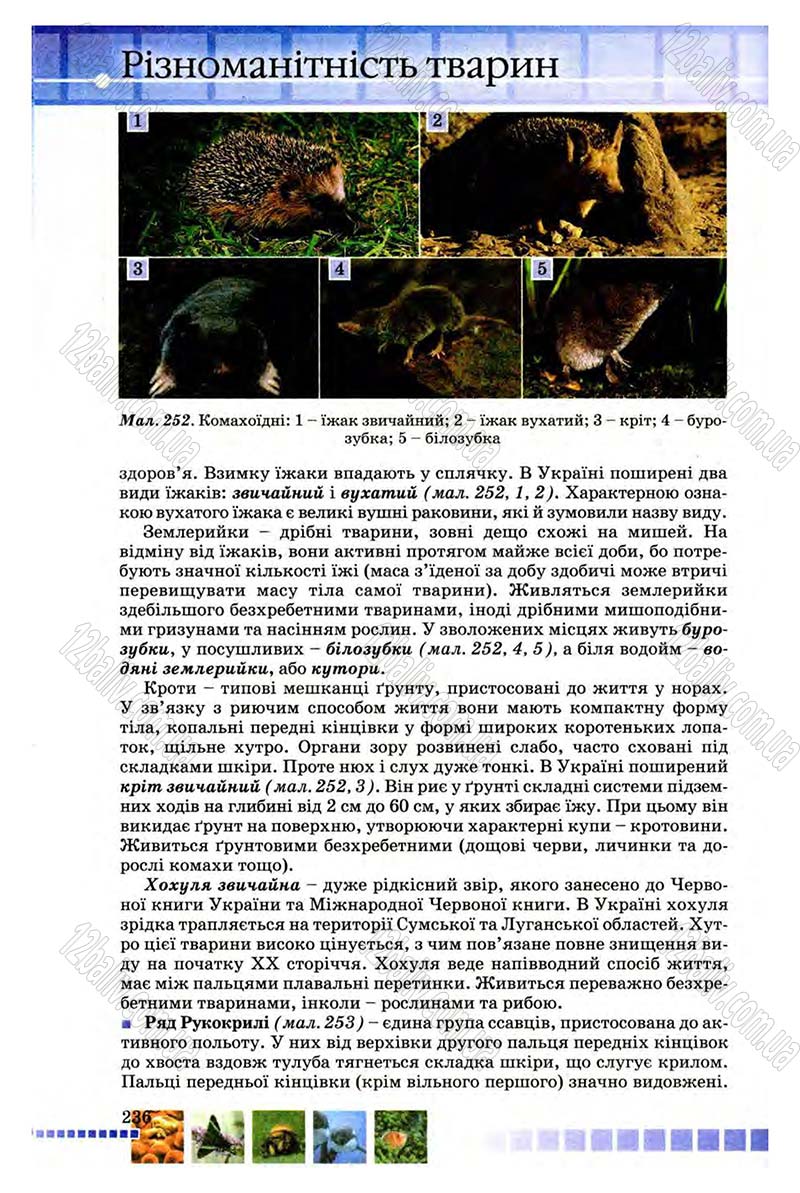 Сторінка 236 - Підручник Біологія 8 клас В.В. Серебряков, П.Г. Балан 2008