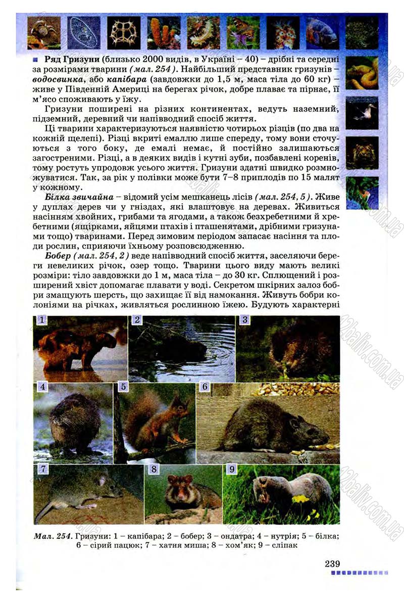 Сторінка 239 - Підручник Біологія 8 клас В.В. Серебряков, П.Г. Балан 2008