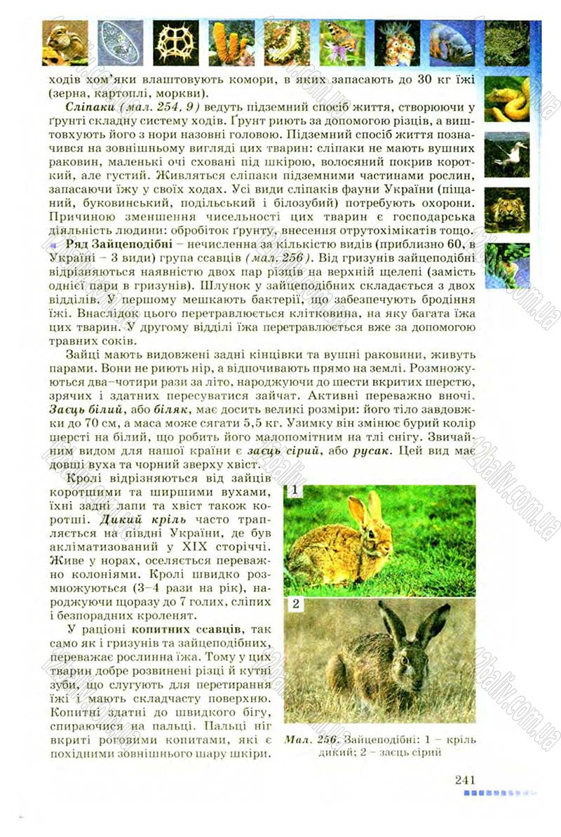 Сторінка 241 - Підручник Біологія 8 клас В.В. Серебряков, П.Г. Балан 2008