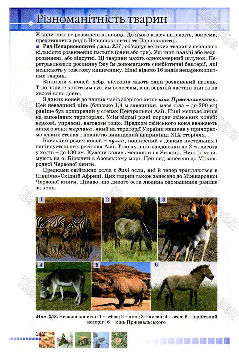Сторінка 242 - Підручник Біологія 8 клас В.В. Серебряков, П.Г. Балан 2008