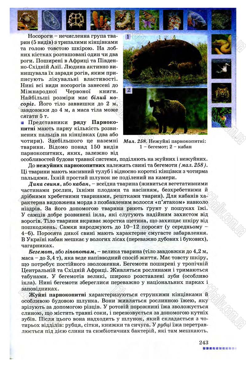 Сторінка 243 - Підручник Біологія 8 клас В.В. Серебряков, П.Г. Балан 2008