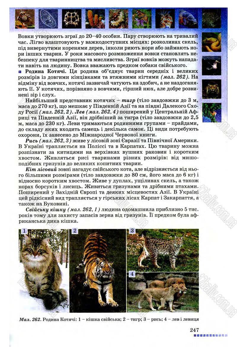 Сторінка 247 - Підручник Біологія 8 клас В.В. Серебряков, П.Г. Балан 2008