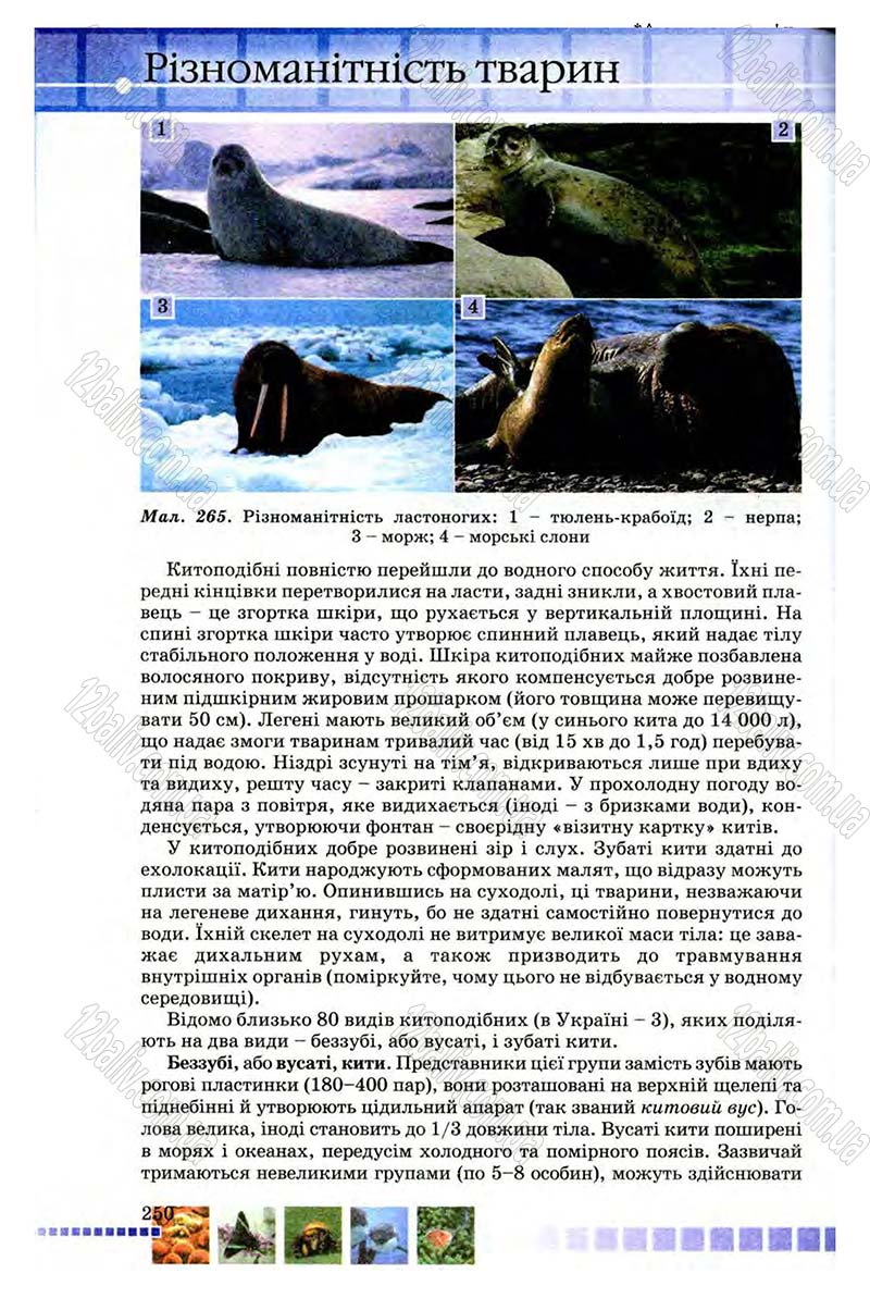 Сторінка 250 - Підручник Біологія 8 клас В.В. Серебряков, П.Г. Балан 2008