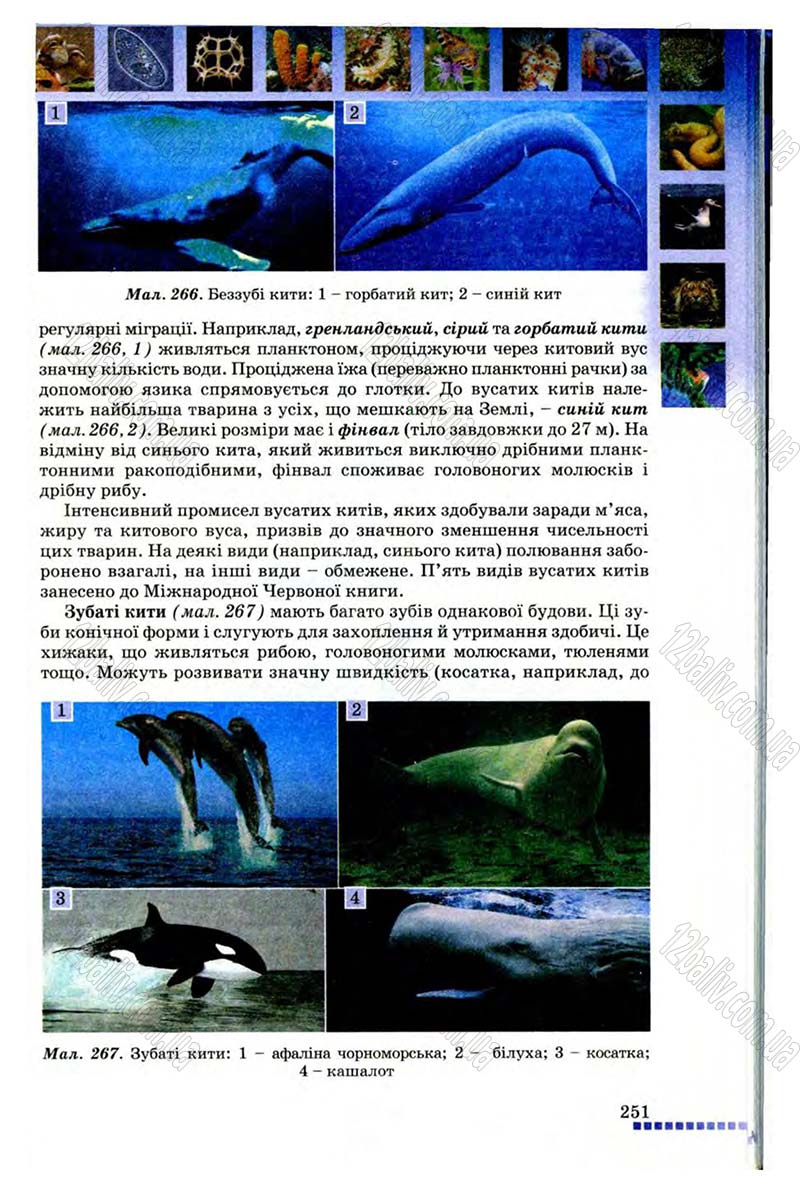 Сторінка 251 - Підручник Біологія 8 клас В.В. Серебряков, П.Г. Балан 2008