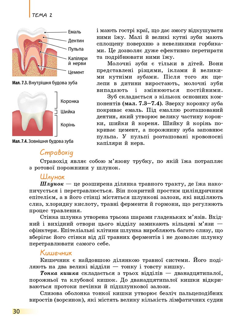 Сторінка 30 - Підручник Біологія 8 клас К.М. Задорожний 2021 - скачати онлайн