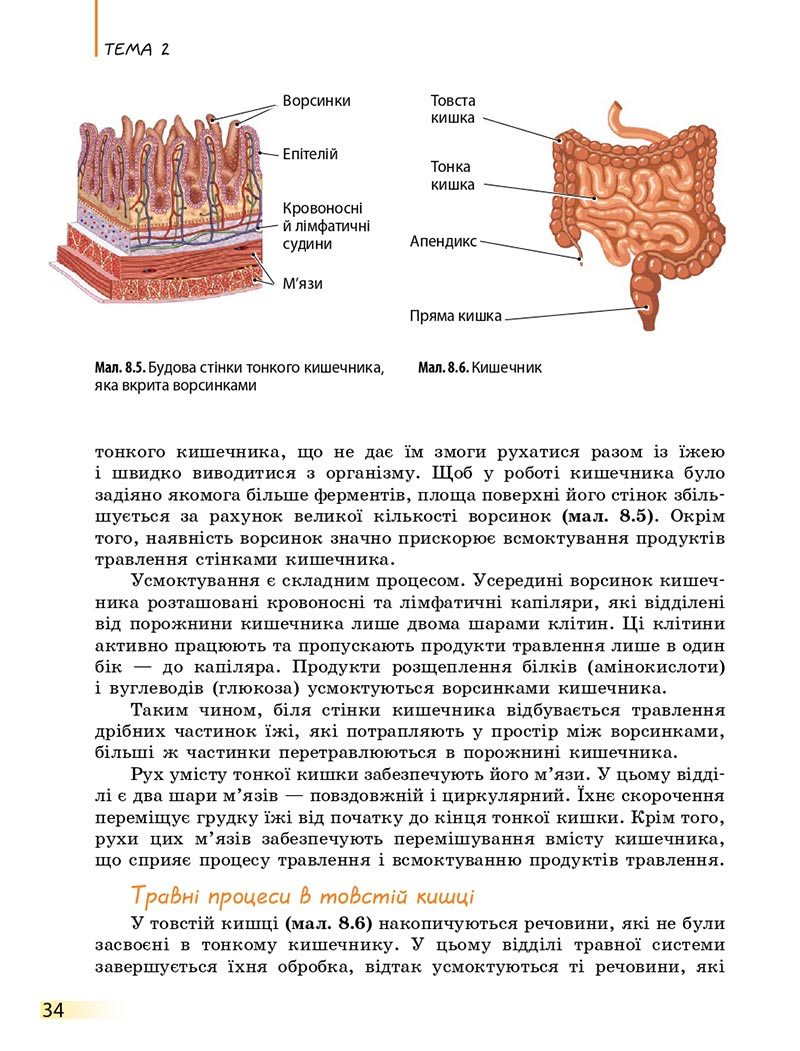 Сторінка 34 - Підручник Біологія 8 клас К.М. Задорожний 2021 - скачати онлайн
