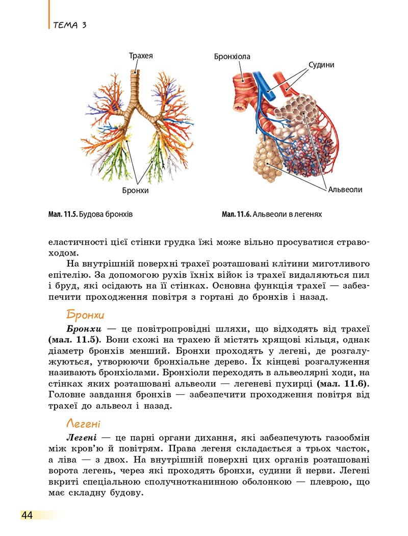 Сторінка 44 - Підручник Біологія 8 клас К.М. Задорожний 2021 - скачати онлайн