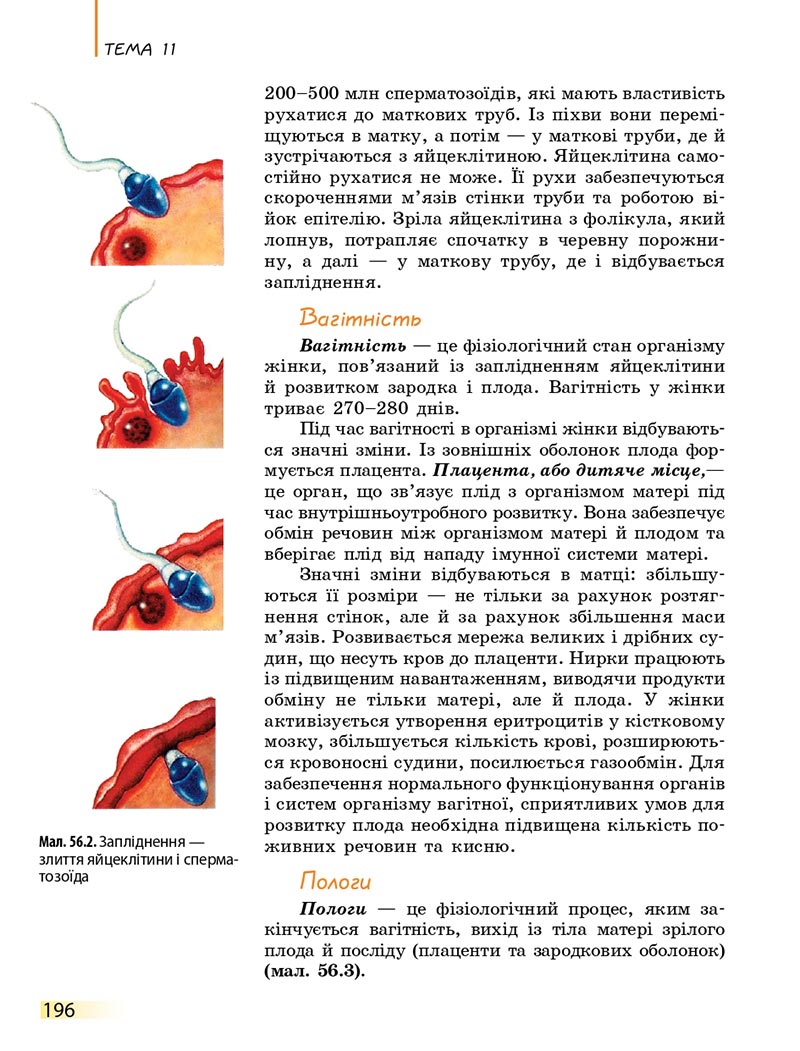 Сторінка 196 - Підручник Біологія 8 клас К.М. Задорожний 2021 - скачати онлайн