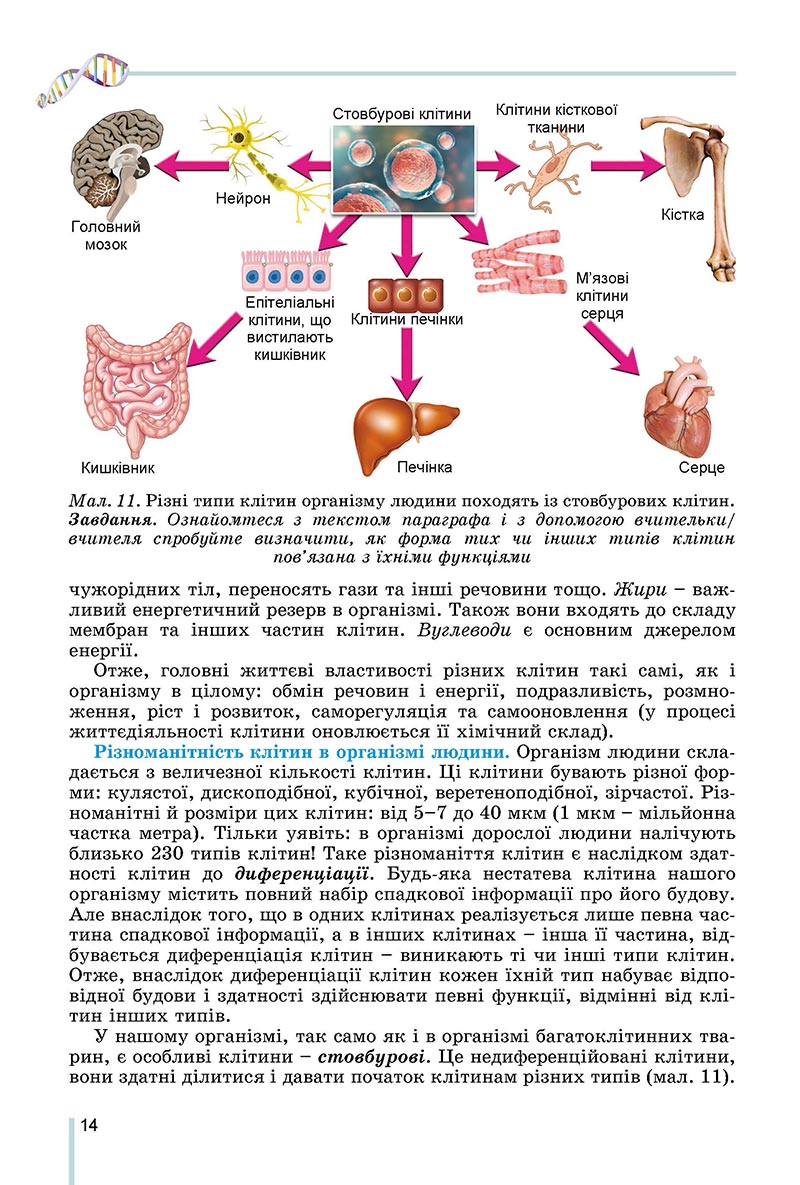 Сторінка 14 - Підручник Біологія 8 клас Матяш 2021 - скачати онлайн
