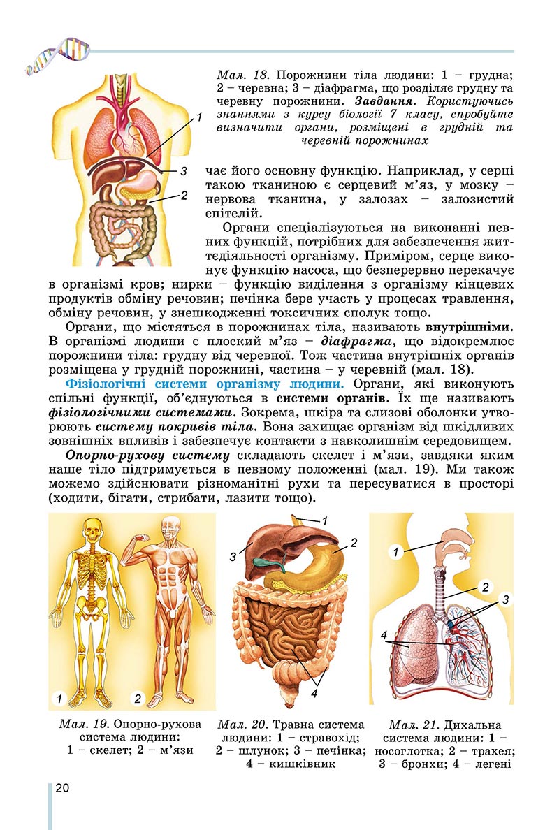 Сторінка 20 - Підручник Біологія 8 клас Матяш 2021 - скачати онлайн