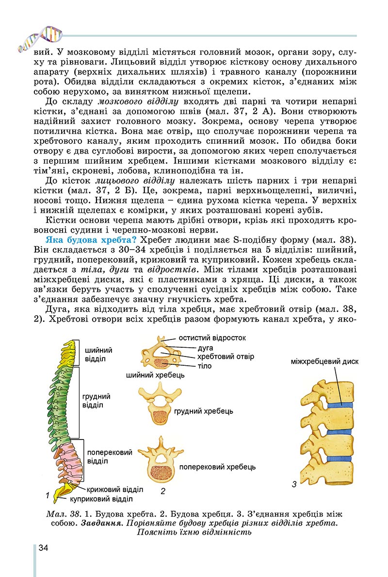 Сторінка 34 - Підручник Біологія 8 клас Матяш 2021 - скачати онлайн