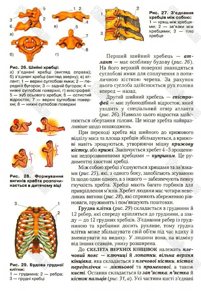 Сторінка 31 - Підручник Біологія 9 клас С.В. Страшко, Л.Г. Горяна, В.Г. Білик, С.А. Ігнатенко 2009
