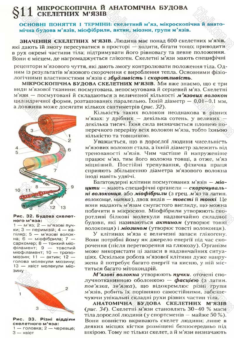 Сторінка 33 - Підручник Біологія 9 клас С.В. Страшко, Л.Г. Горяна, В.Г. Білик, С.А. Ігнатенко 2009