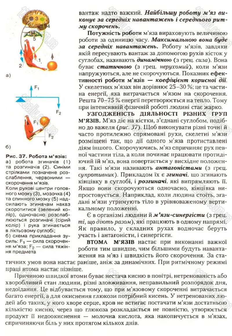 Сторінка 37 - Підручник Біологія 9 клас С.В. Страшко, Л.Г. Горяна, В.Г. Білик, С.А. Ігнатенко 2009