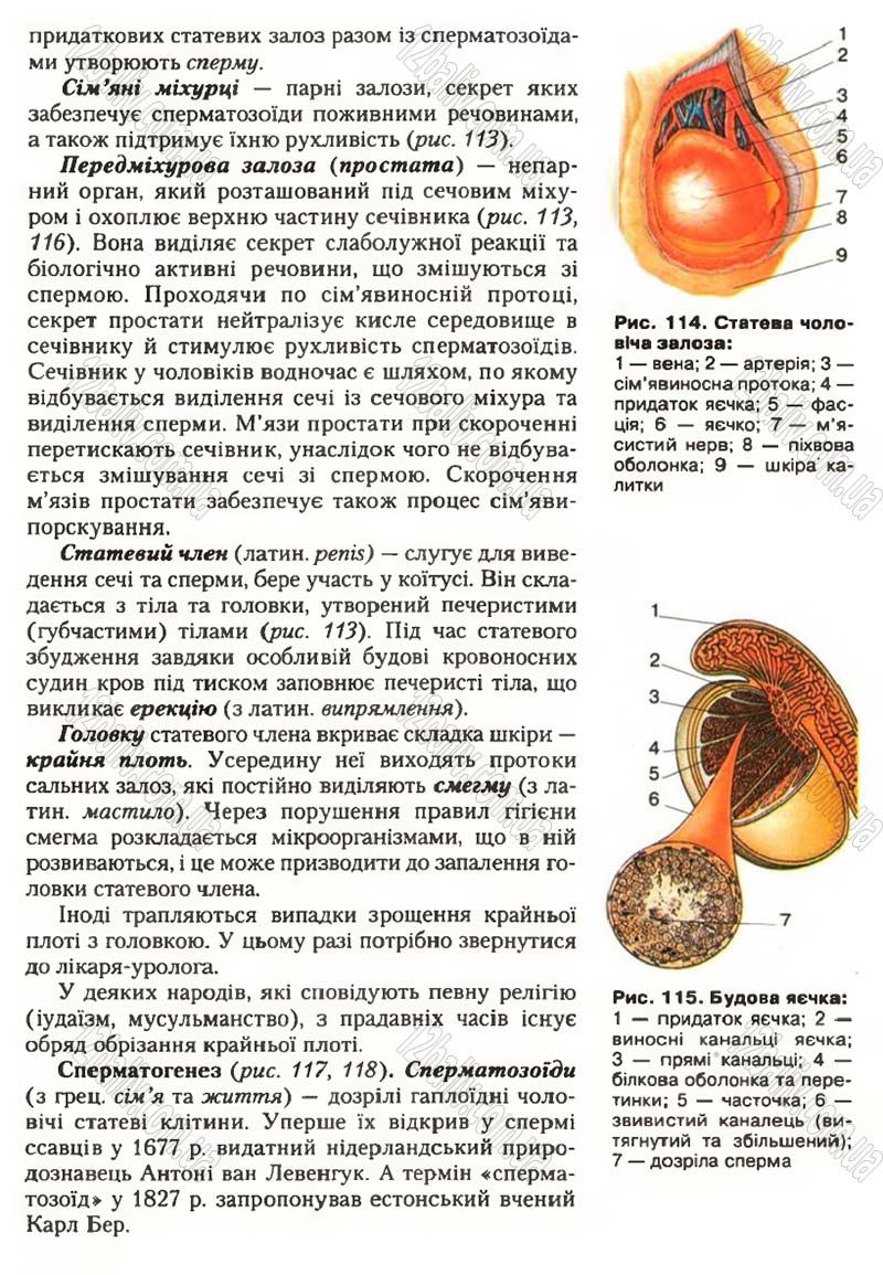 Сторінка 146 - Підручник Біологія 9 клас С.В. Страшко, Л.Г. Горяна, В.Г. Білик, С.А. Ігнатенко 2009