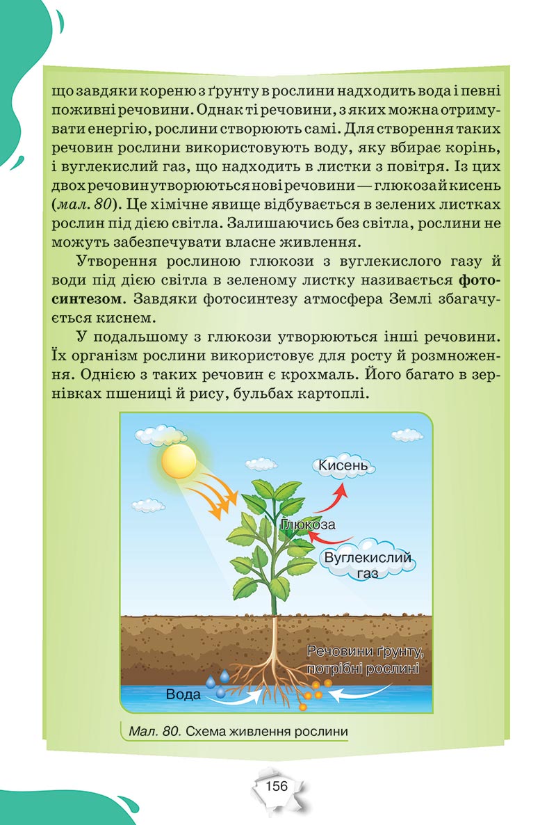 Сторінка 156 - Підручник Пізнаємо природу 5 клас Коршевнюк 2022 - скачати, читати онлайн