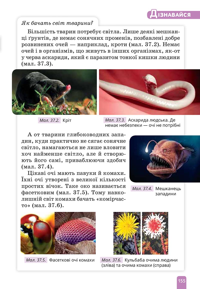 Сторінка 155 - Підручник Природничі науки 5 клас Засєкіна 2022 - скачати, читати онлайн