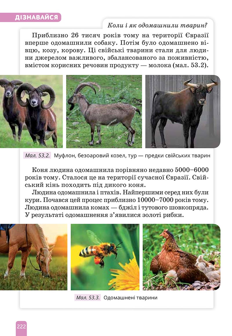 Сторінка 222 - Підручник Природничі науки 5 клас Засєкіна 2022 - скачати, читати онлайн