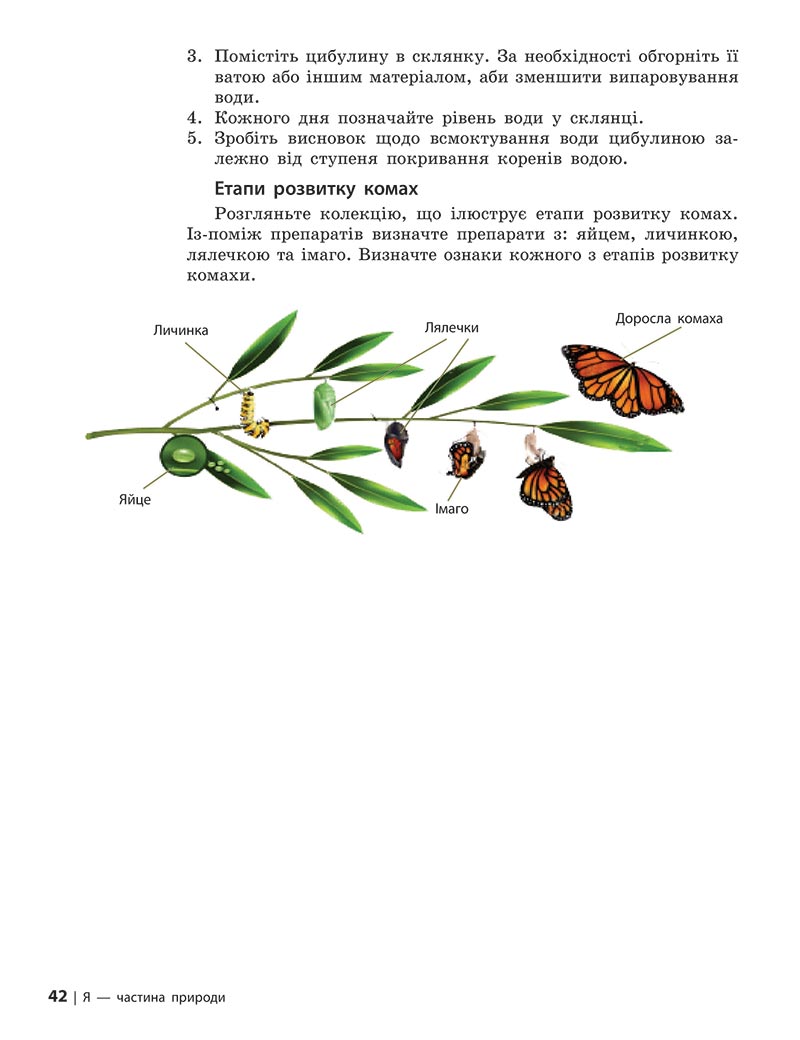 Сторінка 42 - Підручник Довкілля 5 клас Григорович 2022 - скачати, читати онлайн