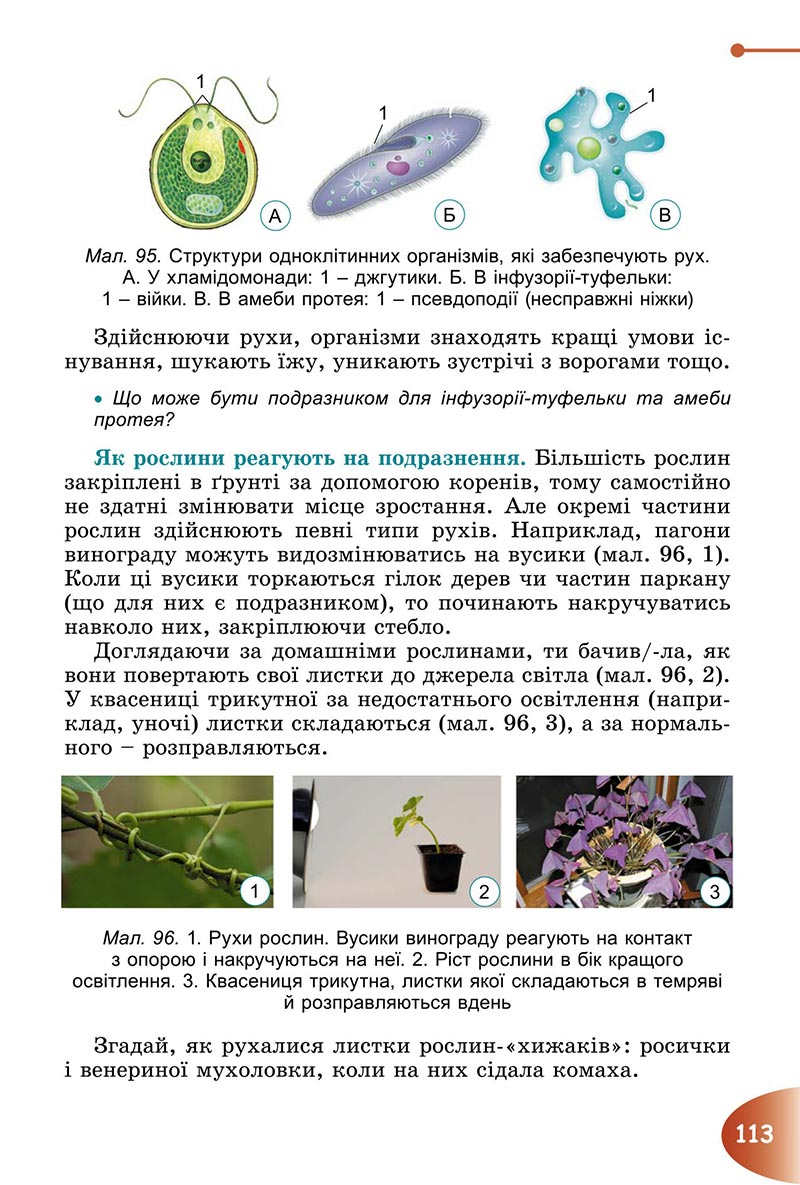 Сторінка 113 - Підручник Пізнаємо природу 6 клас Гільберг 2023 НУШ