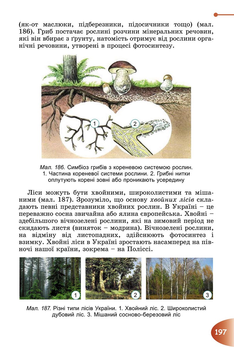Сторінка 197 - Підручник Пізнаємо природу 6 клас Гільберг 2023 НУШ