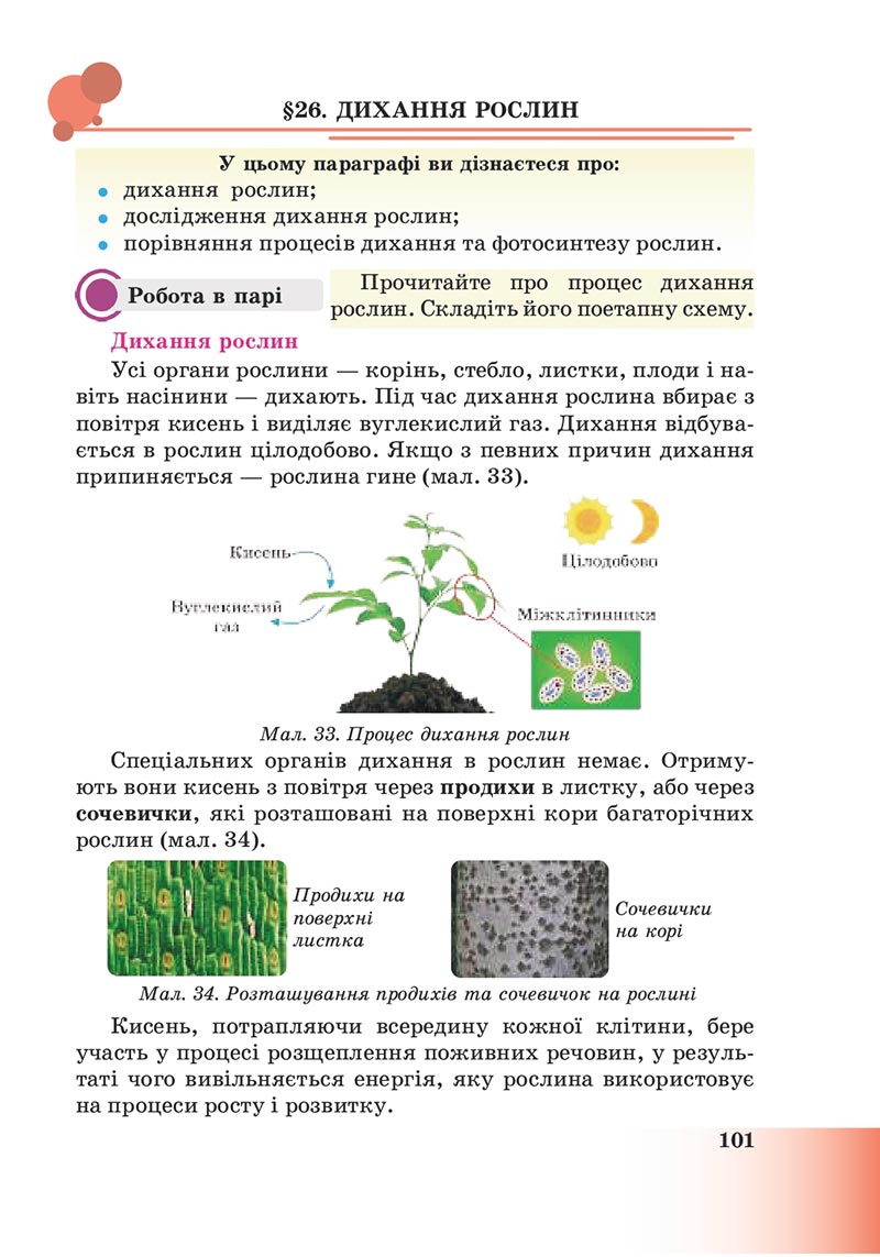 Сторінка 101 - Підручник Пізнаємо природу 6 клас Мідак 2023 НУШ