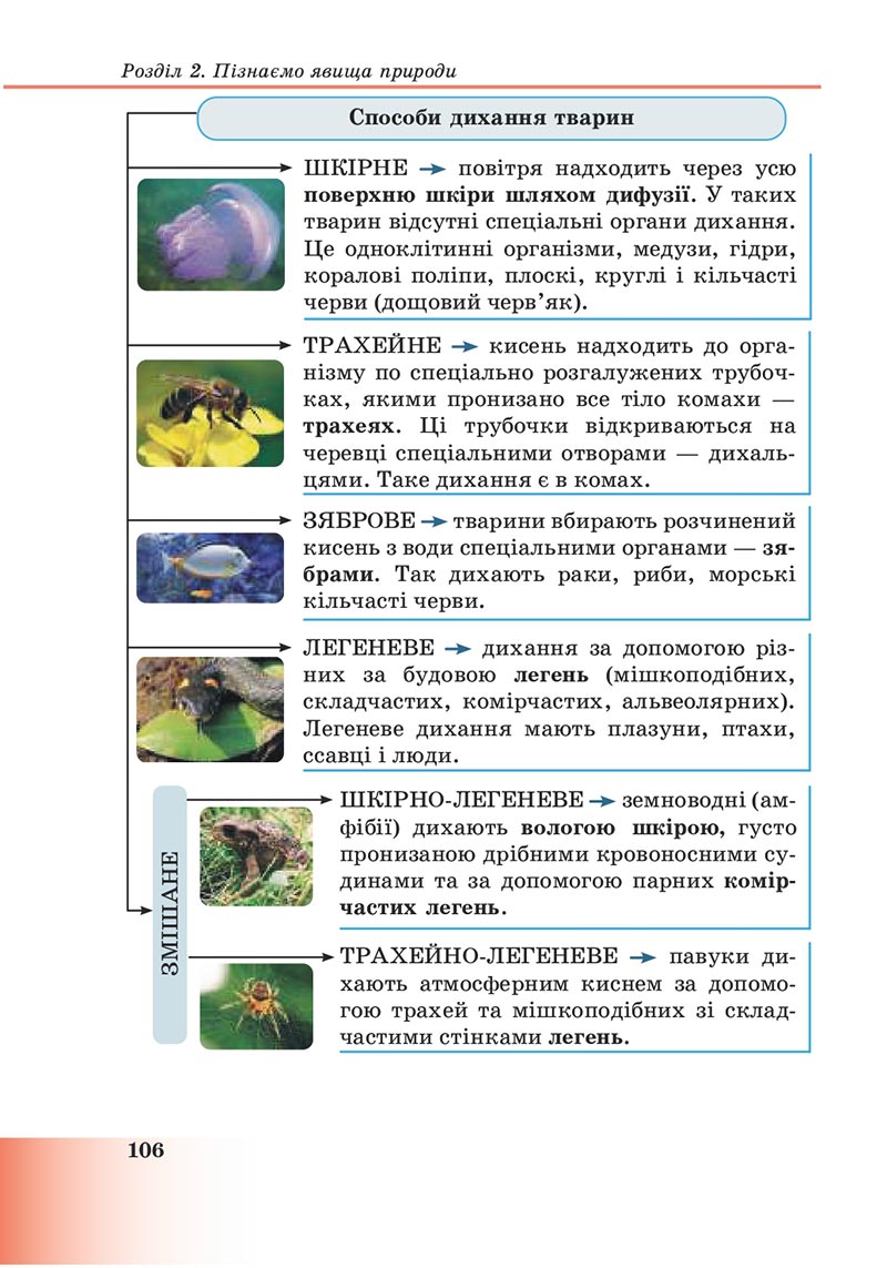 Сторінка 106 - Підручник Пізнаємо природу 6 клас Мідак 2023 НУШ