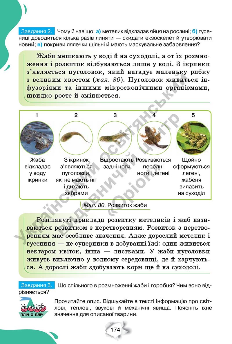 Сторінка 174 - Підручник Пізнаємо природу 6 клас Коршевнюк 2023 НУШ