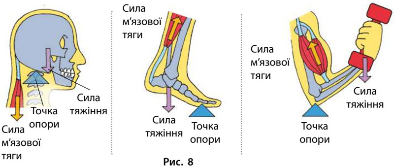 Завдання № 10 - § 2. Важіль. Момент сили - 1. МОМЕНТ СИЛИ. МЕХАНІЧНА РОБОТА - ГДЗ Фізика 8 клас В.Г. Бар’яхтар, Ф.Я. Божинова 2025