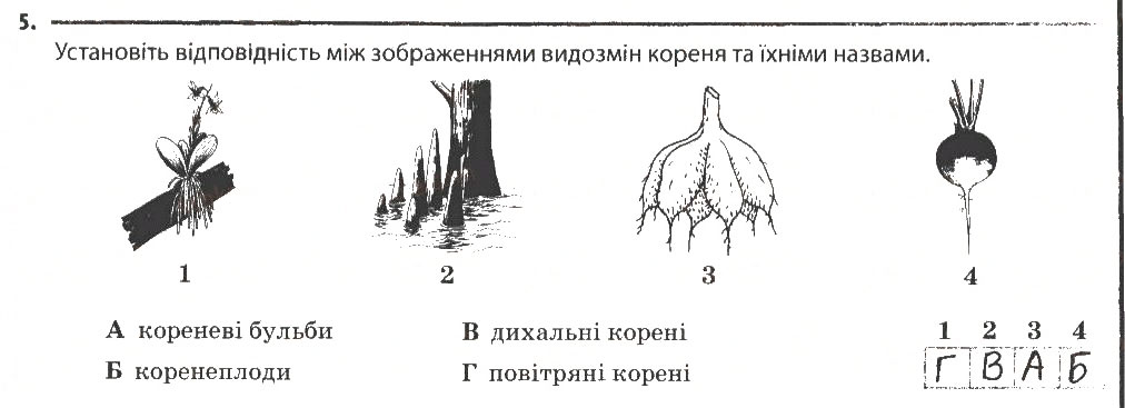 Завдання № 5 - Будова кореня. Різноманітність коренів. Видозміни кореня - ГДЗ Біологія 6 клас К.М. Задорожний 2014 - Робочий зошит